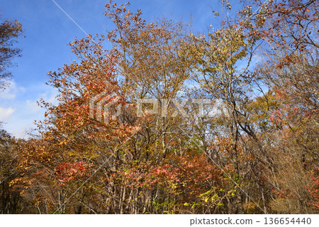 那須平成森林 2025-11-2 #23 136654440