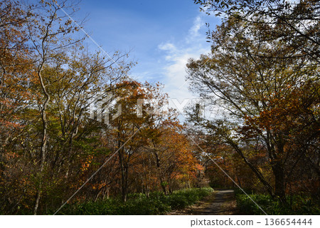 那須平成森林 2025-11-2 #27 那須平成森林 2025-11-2 #27 136654444