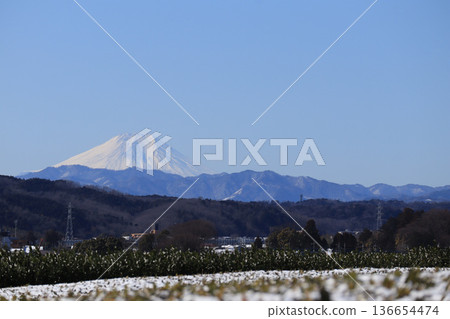 白雪皚皚的狹山茶園和富士山 白雪皚皚的狹山茶園和富士山 136654474