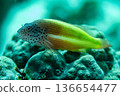 星狀鷹魚（學名：Paracirrhites forsteri） 136654477