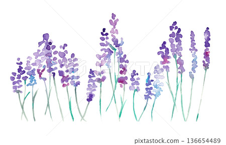 水彩畫。水彩薰衣草向量插圖。薰衣草春季植物背景。 136654489