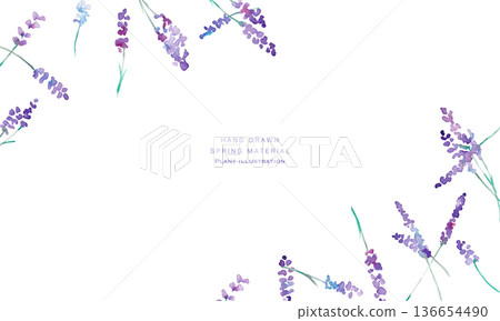 水彩畫。水彩薰衣草向量插圖。薰衣草春季植物背景。 136654490