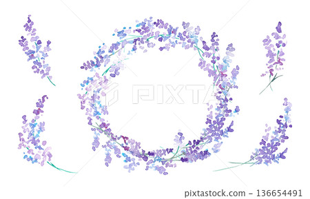 水彩畫。水彩薰衣草向量插圖。薰衣草春季植物背景。 136654491