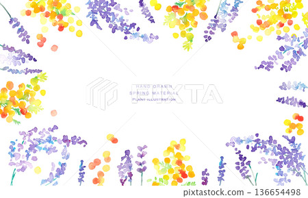 水彩畫。水彩薰衣草向量插圖。薰衣草春季植物背景。 136654498