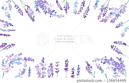 水彩畫。水彩薰衣草向量插圖。薰衣草春季植物背景。 136654499