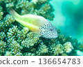 星狀鷹魚（學名：Paracirrhites forsteri） 136654783
