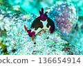 Nembrotha Chamberlaini（學名：Nembrotha Chamberlaini） 136654914