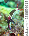 Nembrotha Chamberlaini（學名：Nembrotha Chamberlaini） 136654915