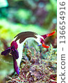 Nembrotha Chamberlaini（學名：Nembrotha Chamberlaini） 136654916