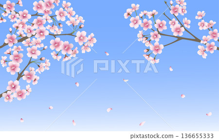 Lots of cherry blossoms (blue background) 136655333