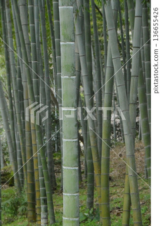 Sengan-en Garden's "Konan Bamboo Grove" (Kagoshima City, Kagoshima Prefecture) Sengan-en Garden's "Konan Bamboo Grove" (Kagoshima City, Kagoshima Prefecture) 136655426