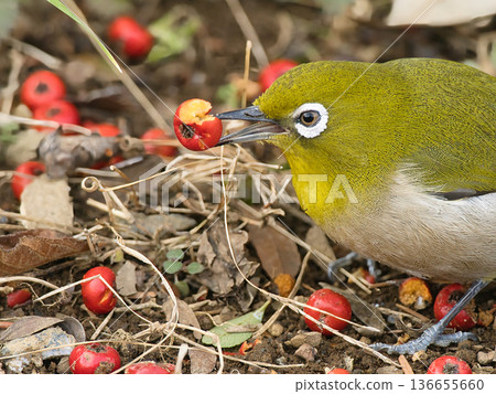 吃紅色水果吃它 136655660