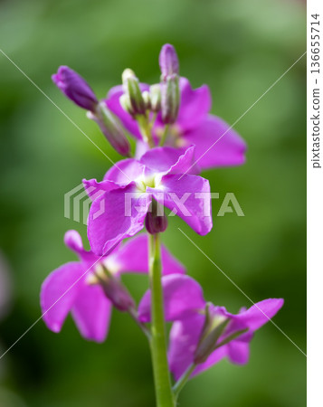 Reddish purple stock in a flower bed in early spring Reddish purple stock in a flower bed in early spring 136655714