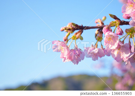 Kawazu cherry tree Kawazu cherry tree 136655903