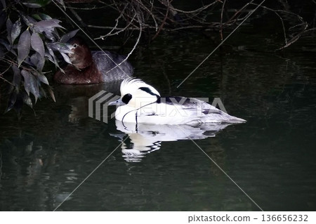 Miko Isa Panda duck 136656232