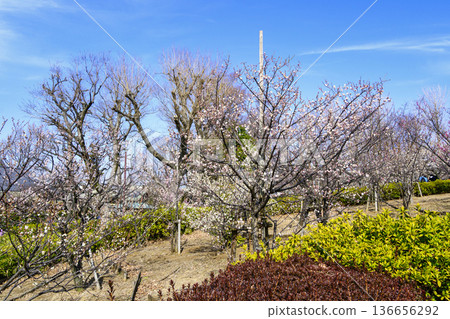 東京世田谷區羽根木公園梅園梅花節 東京世田谷區羽根木公園梅園梅花節 136656292