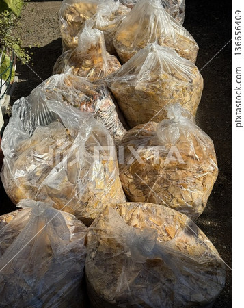 Disposing of fallen ginkgo leaves 136656409