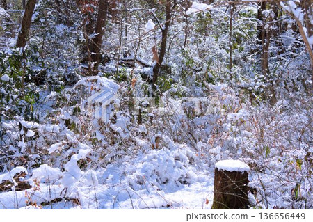 白雪皚皚的森林 白雪皚皚的森林 136656449