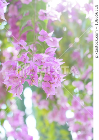 Pink bougainvillea flowers and bokeh balls Pink bougainvillea flowers and bokeh balls 136656519