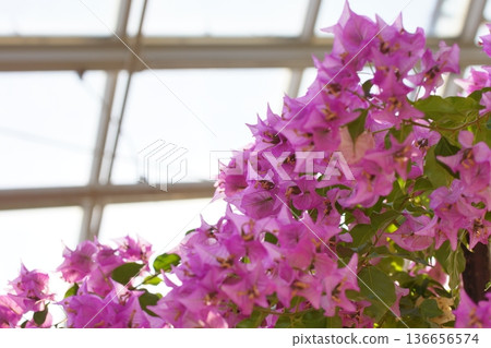 盛開的九重葛 盛開的九重葛 136656574