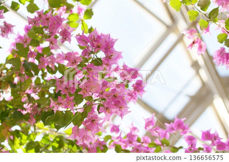 Flowers in full bloom in a warm greenhouse 136656575
