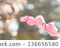 Plum blossoms and drops 136656580