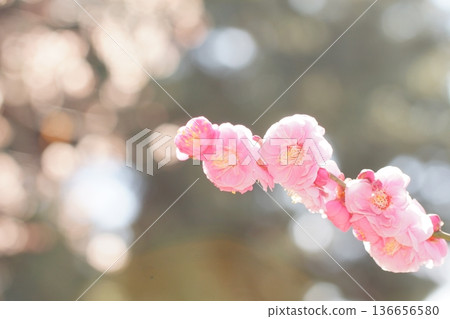 Plum blossoms and drops Plum blossoms and drops 136656580