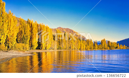 Beautiful yellow leaves of poplar trees at Lake Wanaka Beautiful yellow leaves of poplar trees at Lake Wanaka 136656722