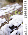 Young leaves visible through the snow 136656728