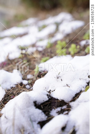 雪下隱約可見嫩葉 雪下隱約可見嫩葉 136656728