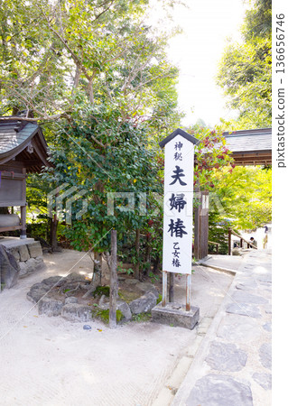 Yaegaki Shrine Couple Camellia and Maiden Camellia 136656746