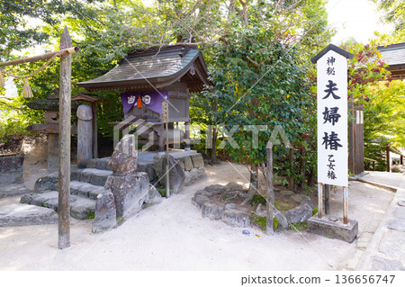 Yaegaki Shrine Couple Camellia and Maiden Camellia 136656747