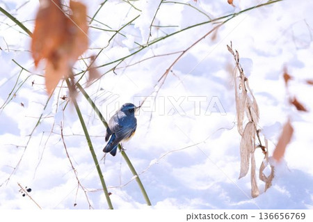 藍脅姬鶲棲息在枯枝上,背景是雪。 藍脅姬鶲棲息在枯枝上,背景是雪。 136656769