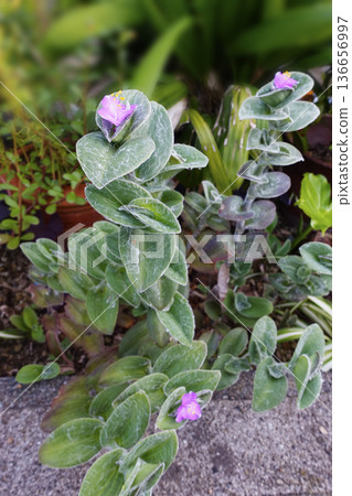 秋末十月，紫露草（Tradescantia siramontana）的粉紅色花朵盛開。 136656997