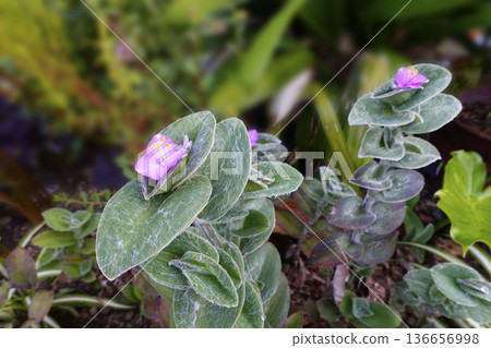 Pink flowers of Tradescantia siramontana blooming in autumn October Pink flowers of Tradescantia siramontana blooming in autumn October 136656998