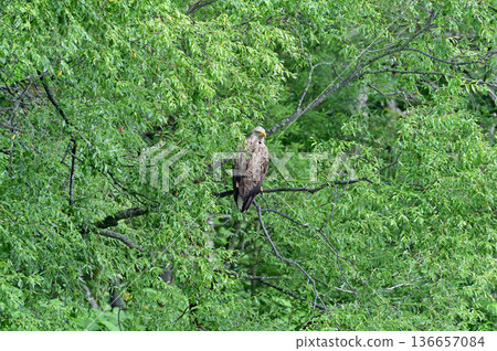 Soya Main Line, Chiebun-Nisshin, JR Hokkaido, Tokei Bridge, White-tailed Eagle Soya Main Line, Chiebun-Nisshin, JR Hokkaido, Tokei Bridge, White-tailed Eagle 136657084