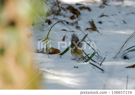 Ruribitaki in the snow 136657159