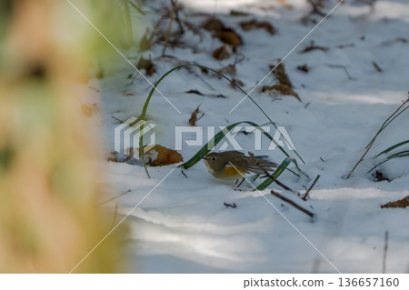 Ruribitaki in the snow 136657160