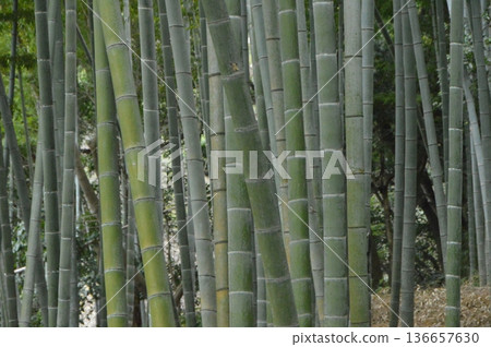 Sengan-en Garden's "Konan Bamboo Grove" (Kagoshima City, Kagoshima Prefecture) Sengan-en Garden's "Konan Bamboo Grove" (Kagoshima City, Kagoshima Prefecture) 136657630