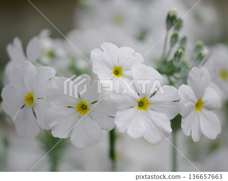 Beautiful white Primula malacoides Beautiful white Primula malacoides 136657663