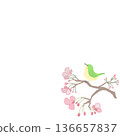 A Japanese white-eye perched on a branch of pale pink flowers 136657837
