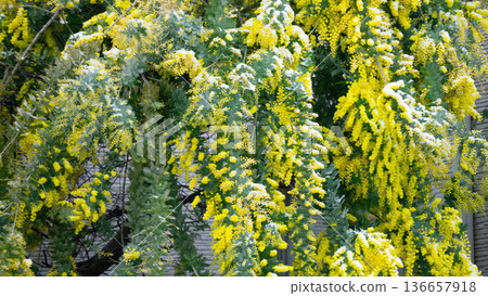 盛開的含羞草被雪覆蓋 136657918