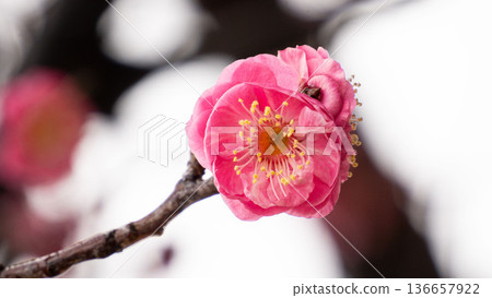 pink plum blossom pink plum blossom 136657922