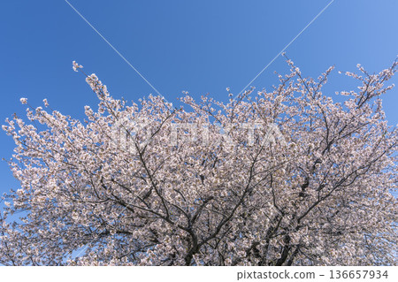 Japanese spring scenery: cherry blossoms Japanese spring scenery: cherry blossoms 136657934