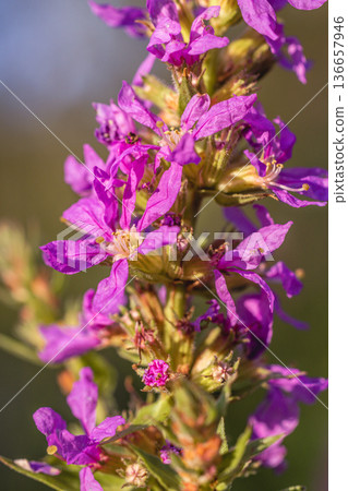 Macro close-up of vibrant purple loosestrife flowers (Lythrum salicaria) blooming on a vertical stem. Detailed petals and stamens highlighted by warm natural sunlight with soft blurred background Macro close-up of vibrant purple loosestrife flowers (Lythrum salicaria) blooming on a vertical stem. Detailed petals and stamens highlighted by warm natural sunlight with soft blurred background 136657946