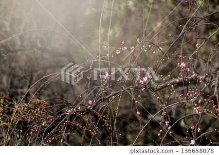 Colorful plum blossoms give off the scent of early spring 136658078