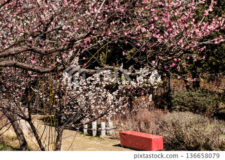Colorful plum blossoms give off the scent of early spring Colorful plum blossoms give off the scent of early spring 136658079