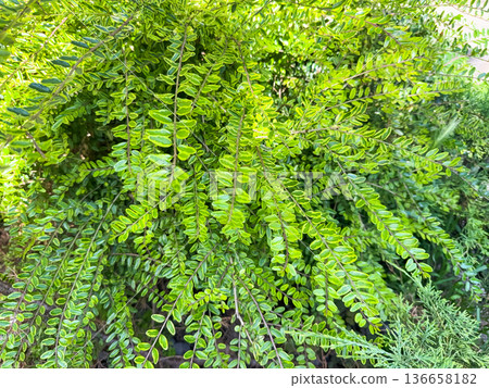 A closeup of Amorpha fruticosa flowering plant against a blurred background A closeup of Amorpha fruticosa flowering plant against a blurred background 136658182