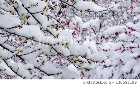 雪中盛開的紅白梅花 雪中盛開的紅白梅花 136658199