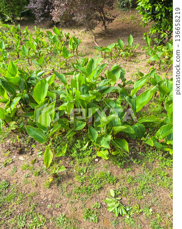 Green leaves of Canna indica close-up Green leaves of Canna indica close-up 136658219